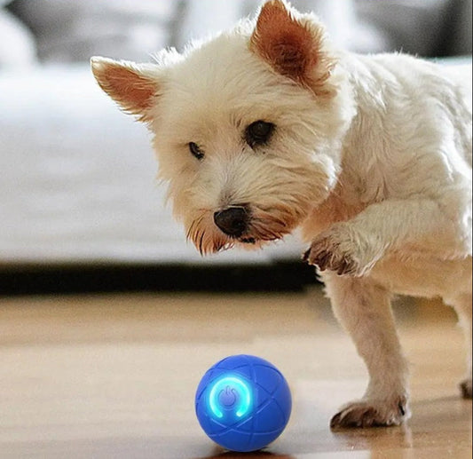 Pawzino™ - Balle Interactive : Jouet pour Animaux Rechargeable et Interactif"